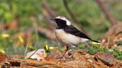 Kıbrıs kuyrukkakanı