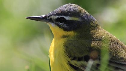 Sarı kuyruksallayan