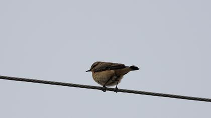 Karakulaklı kuyrukkakan