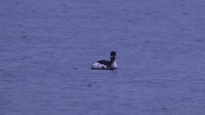 Karaboyunlu batağan