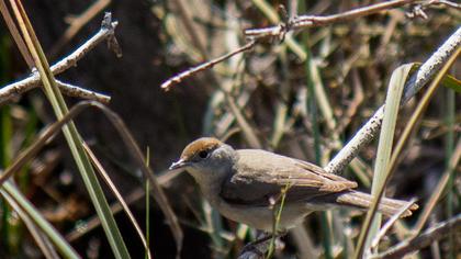 Karabaşlı ötleğen