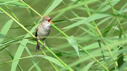 Büyük kamışçın