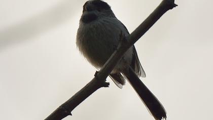 Uzunkuyruklu baştankara