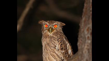 Brown Fish Owl