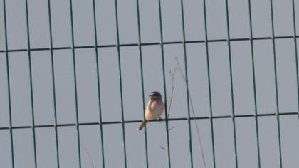 Bıyıklı ötleğen