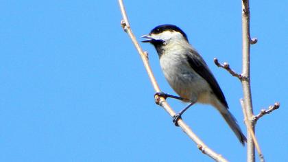 Akyanaklı baştankara