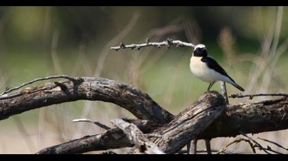 Karakulaklı kuyrukkakan