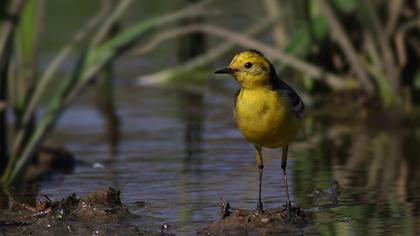 Sarıbaşlı kuyruksallayan