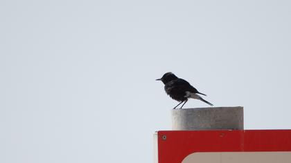 Aktepeli kuyrukkakan