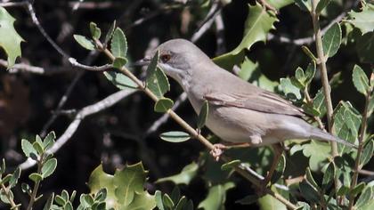 Karaboğazlı ötleğen