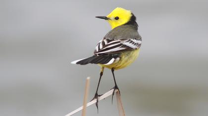 Sarıbaşlı kuyruksallayan