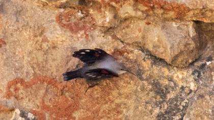 Duvar tırmaşıkkuşu