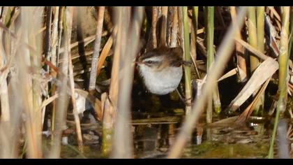 Bıyıklı kamışçın