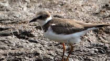 Halkalı küçük cılıbıt