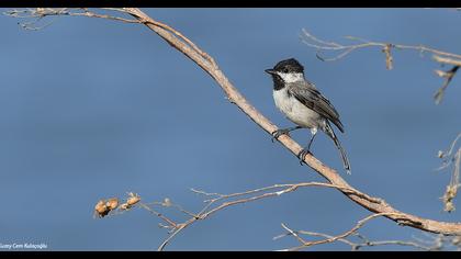 Akyanaklı baştankara