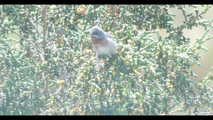 Bıyıklı ötleğen