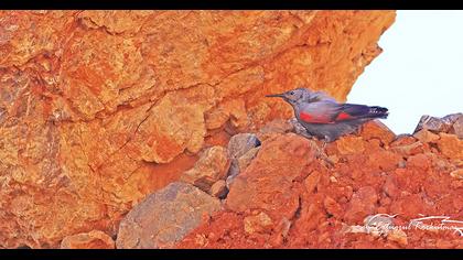 Duvar tırmaşıkkuşu