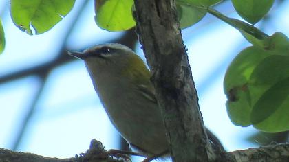 Common Firecrest