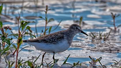 Sarıbacaklı kumkuşu