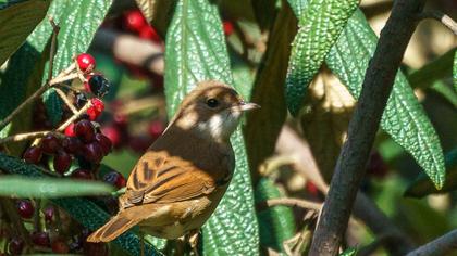 Akgerdanlı ötleğen