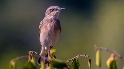 Karakulaklı kuyrukkakan
