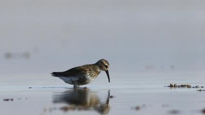 Karakarınlı kumkuşu