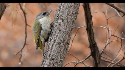 Küçük yeşil ağaçkakan