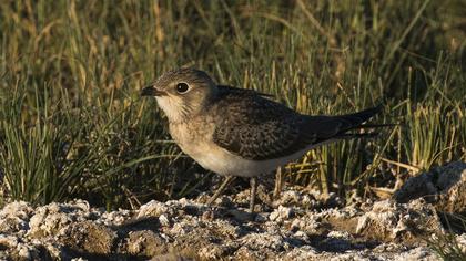 Bataklıkkırlangıcı