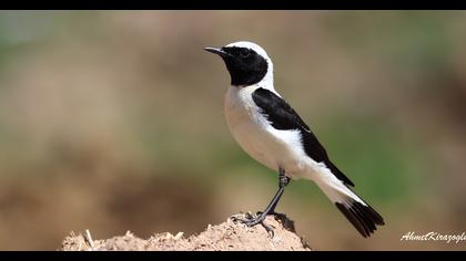 Karakulaklı kuyrukkakan