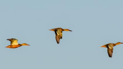 Northern Shoveler