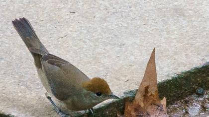 Eurasian Blackcap