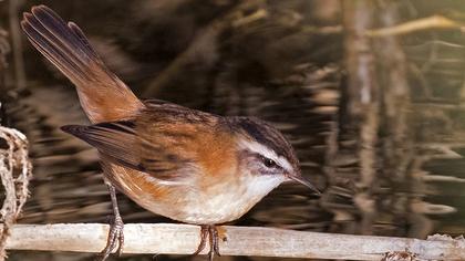 Bıyıklı kamışçın