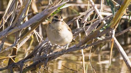 Kındıra kamışçını
