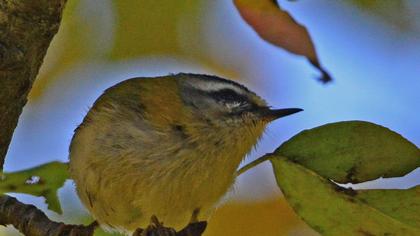 Sürmeli çalıkuşu