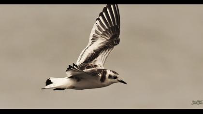 Little Gull