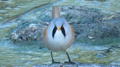 Bıyıklı baştankara