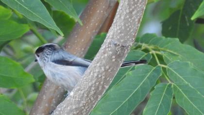 Uzunkuyruklu baştankara