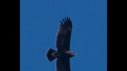 Greater Spotted Eagle