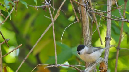 Kayın baştankarası
