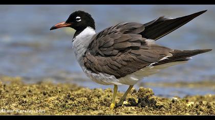 Kızıldeniz martısı