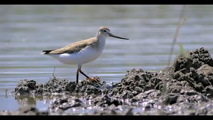 Terek düdükçünü