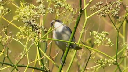 Küçük akgerdanlı ötleğen