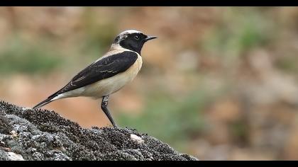 Karakulaklı kuyrukkakan