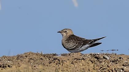 Bataklıkkırlangıcı