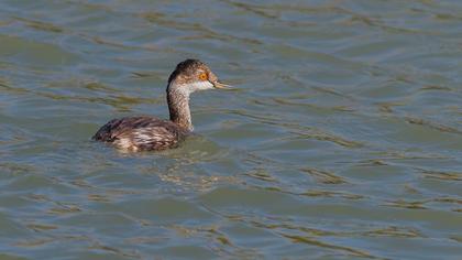 Karaboyunlu batağan