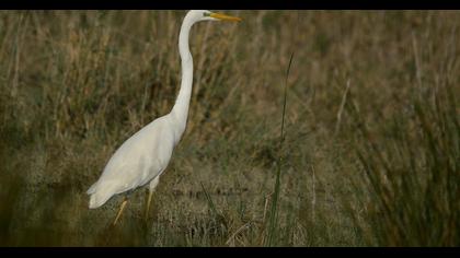 Büyük ak balıkçıl
