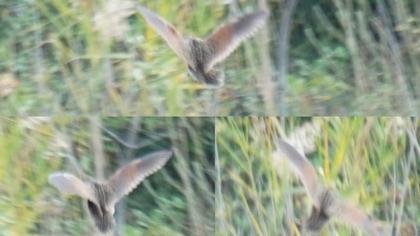 Bıldırcınkılavuzu