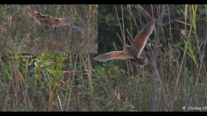 Corn Crake