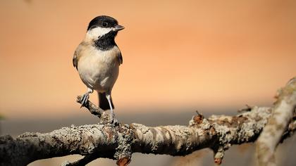 Akyanaklı baştankara