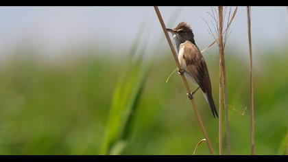 Büyük kamışçın